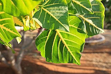 《深海迷航》厂商新作《破月勇者》移除全部微交易